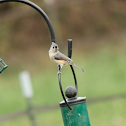 Tufted Titmouse