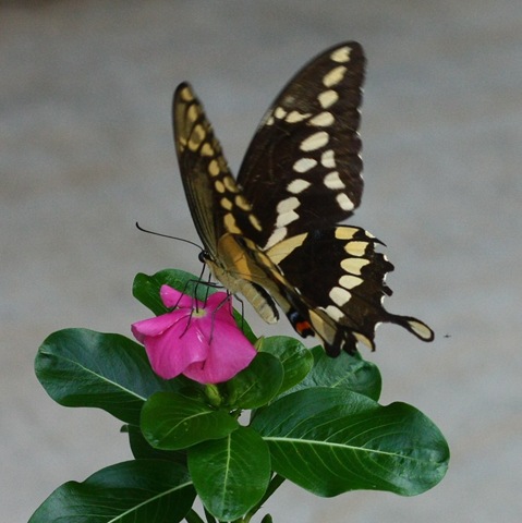 [Butterfly 10-09 (5)[4].jpg]