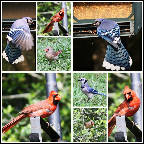 Bird collage 5-09 8x8