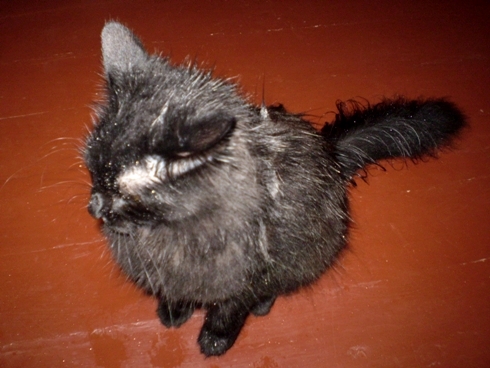 Šlapia Bitė