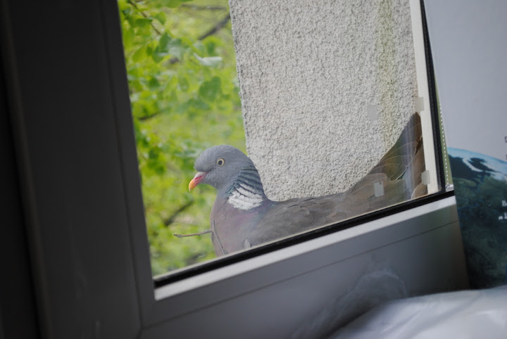 DSC_0014.JPG