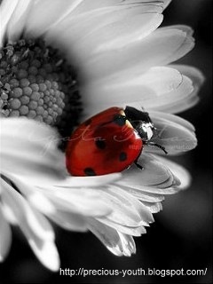 [Flower_N_Beetle[2].jpg]