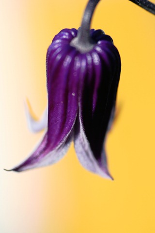 [Klematis 002behandlet[3].jpg]