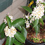 Dwarf Meyer Lemon
