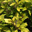 Marjoram 'Golden'