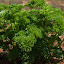 Curly Parsley