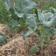 Chinese Broccoli