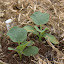 Rockmelon