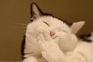 kucing-ketawa kucing-ketawa
