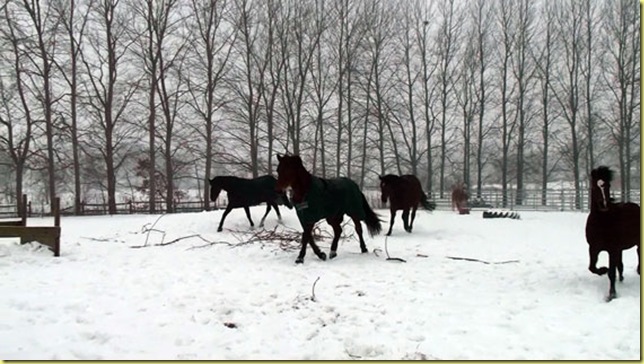 Pferde-toben-neu Pferde-toben-neu
