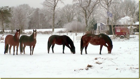 schneepferde