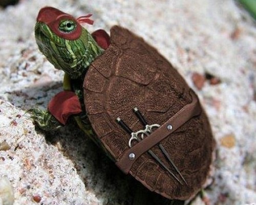 [thmtortuga-ninja[4].jpg]