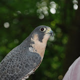 Raptors 09