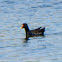 Moorhen; Polla de Agua