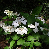 Jardin Annabelle Rainans-12.JPG