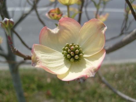 [Dogwood flower[3].jpg]