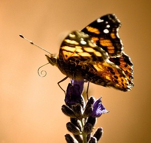 [lengua mariposa[2].jpg]