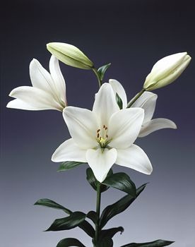 [lilium[2].jpg]