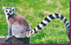 lemur