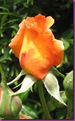 rosa amarilla
