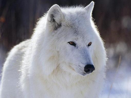 [lobo blanco[2].jpg]