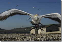 Flight for Survival: Cape gannet chicks are facing starvation as a result of overfishing off the west coast of southern Africa. This adult bird with its 2 m wingspan is on final approach to land on Malgas Island, one of the most important breeding colonies in the world. During the breeding season Cape gannets travel up to 450km per day in search of food for their chicks. If however the fish are further away, the adults will not sacrifice their own health by making longer flights. They return with an empty stomach, and the chicks starve to death. Cape Gannet numbers having been plummeting since the 1960s and if this decline is to be halted, conservation efforts have to go beyond protecting the nesting colonies. Fisheries quotas must be reduced to sustainable levels, and possible even curtailed in the birds essential foraging ranges. The survival of Cape Gannet populations is intrinsically linked with the health of Southern Africa’s marine ecosystems.
