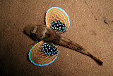 P1010035.JPG
