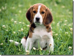 beagle-dog