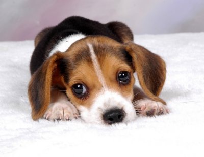 [beagle_pup[8].jpg]