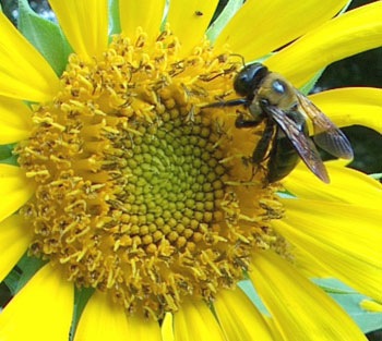 [bee-on-sunflower[2].jpg]