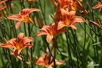 Lilies at Norbulingka gardens in Lhasa, the Dalai Lamas' summer palaces