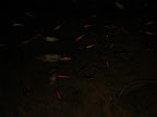 IMG_0712.JPG