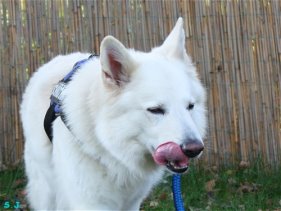Berger Blanc Suisse - R�de - Elroy beschwichtigt seine soeben entleete Blase