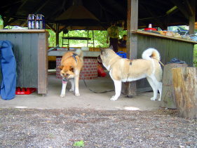 Akita R�de Catch beschwichtigt eine juckende Stelle an seinem Bauch