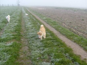 Akita R�de Baiko beschwichtigt Gras