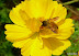 Flower & A Bee