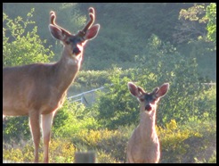 deer in park 331