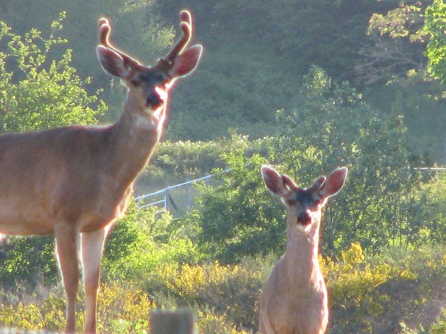 [deer in park 331[7].jpg]