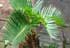 Bonsai Cycas