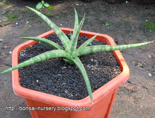 Sansevieria Tom Grumbley
