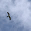 Swallow-tailed kite