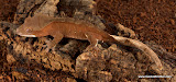 Reddish bi-colour 
male? 9 grams
Price: $100.00