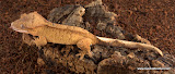 Orange Tiger
Female? 14 grams
Price: $125.00