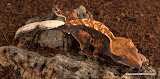 Hallowe'en Morph (beautiful)
Male 15 grams
Price: SOLD