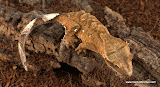 orange tiger
female? 12 grams
Price $125.00