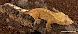 Orange Pox morph
female? 20 grams
Price $200.00