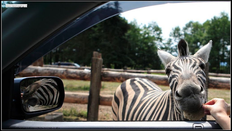 IMAGE: http://lh3.ggpht.com/_cYmfRMewE4Q/SV5XrJ2E0MI/AAAAAAAAJPw/EpMGofLDMkA/s800/zebra.JPG