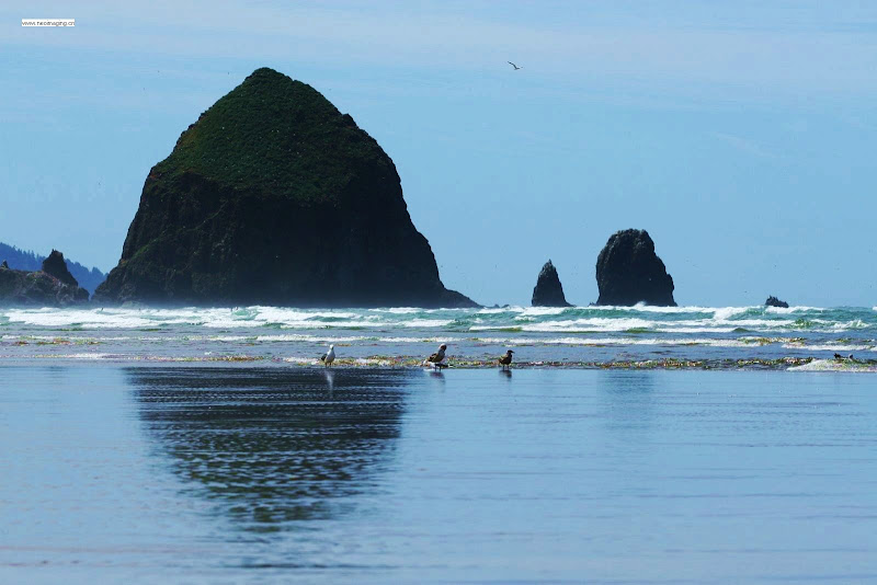 IMAGE: http://lh3.ggpht.com/_cYmfRMewE4Q/SWuNqhe1TnI/AAAAAAAAJTU/-oc_tqWXP_o/s800/IMG_1516.JPG