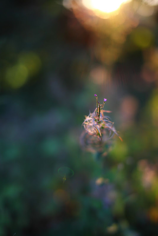 IMAGE: http://lh3.ggpht.com/_cYmfRMewE4Q/Sm7t1LX0jTI/AAAAAAAAMnY/_1tVVV-HmGw/s800/IMG_4110.JPG