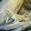 Pogona vitticeps
